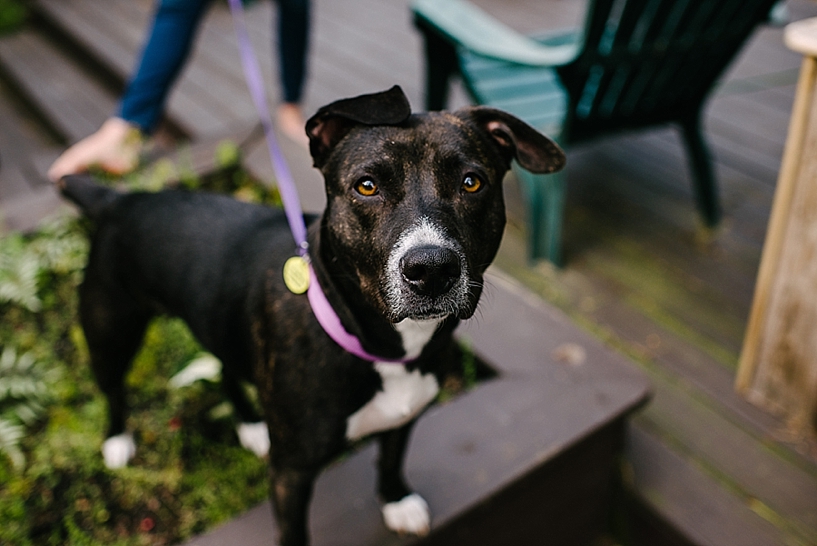 pit bull family dog with floppy ear