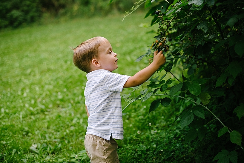 little boy picking blackberries