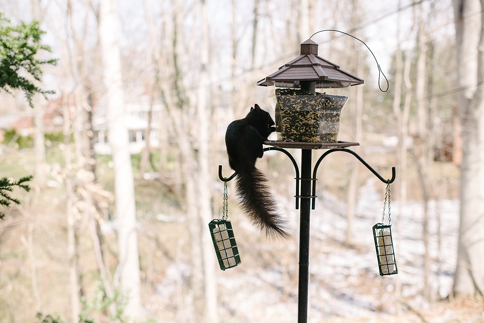 black squirrel eating at birdfeeder in backyard