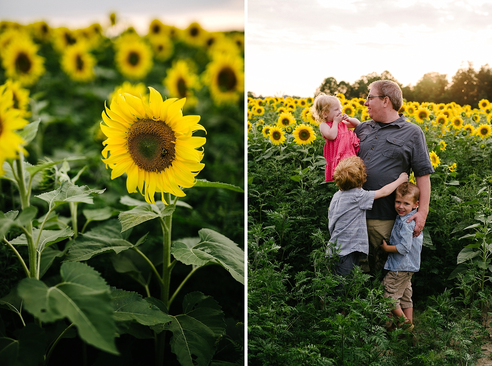 sunflower field maternity family session_0015