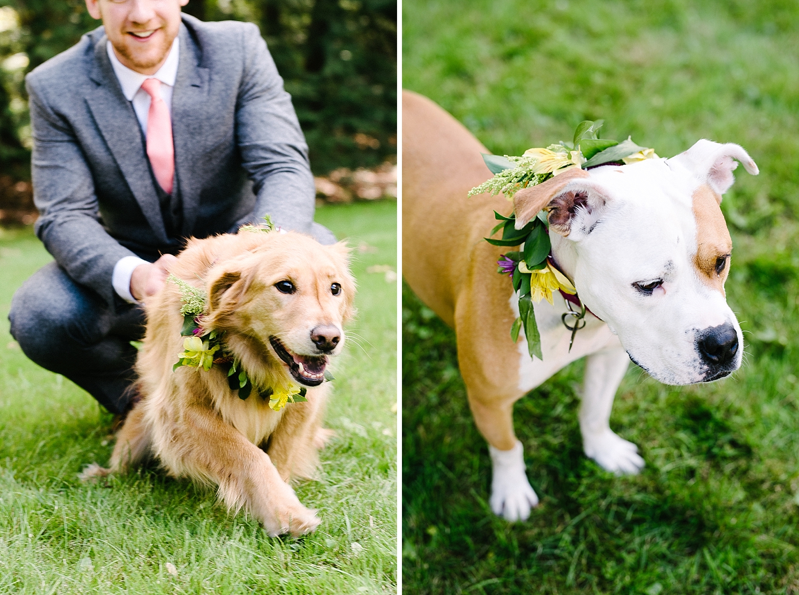 dogs wearing floral crowns
