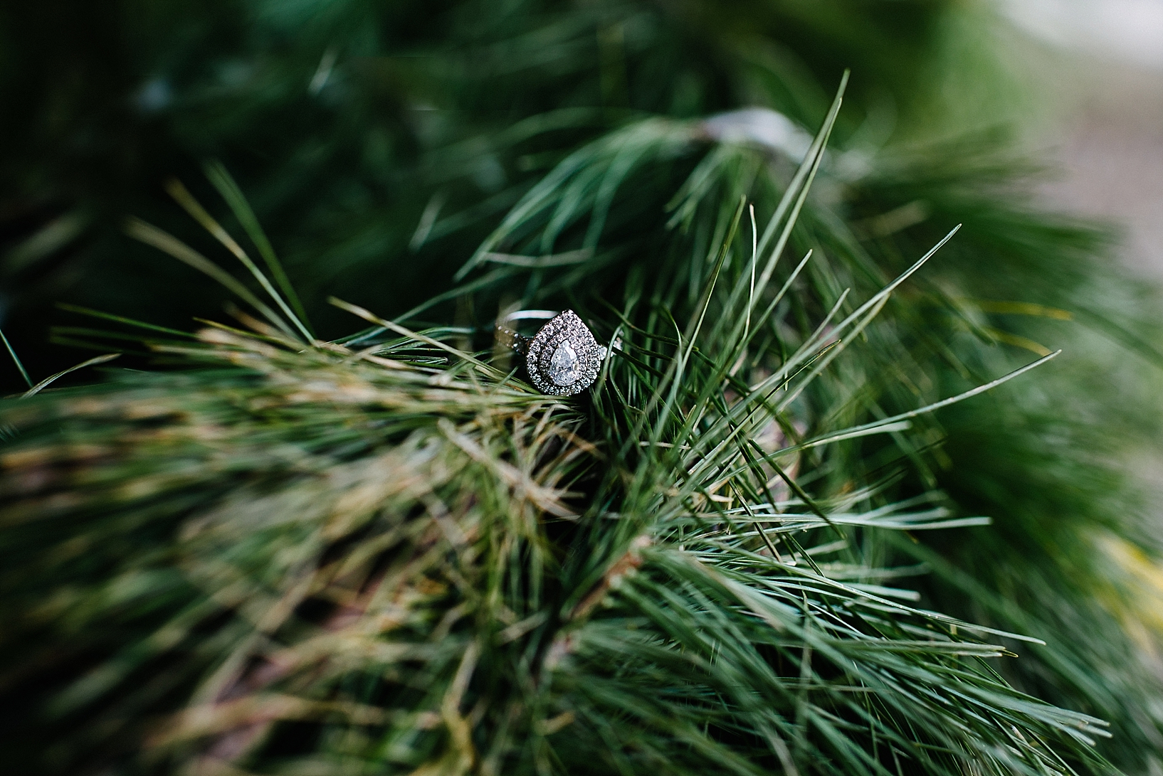teardrop engagement ring on pine branches
