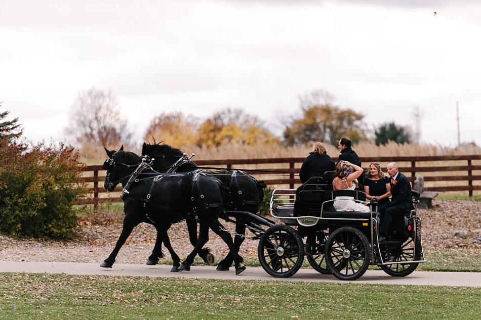 Two giant black horses with pearl studded bridals pull a carriage with the bride, mother of the bride, and father of the bride to the ceremony.
