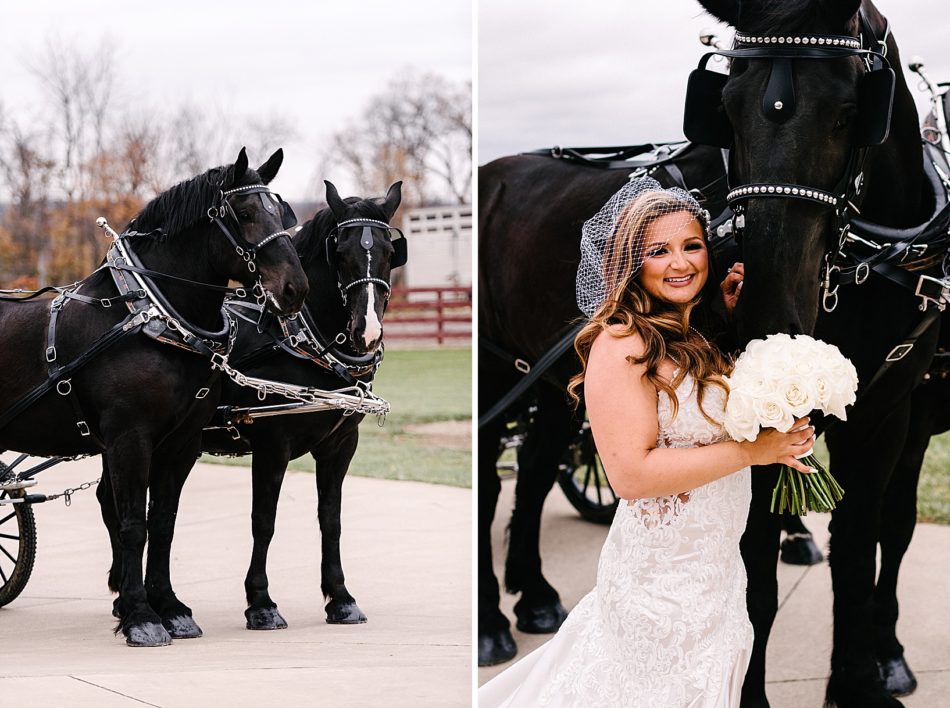 Bride and her bouquet of white roses poses with a giant black horse with pearl studded bridle.