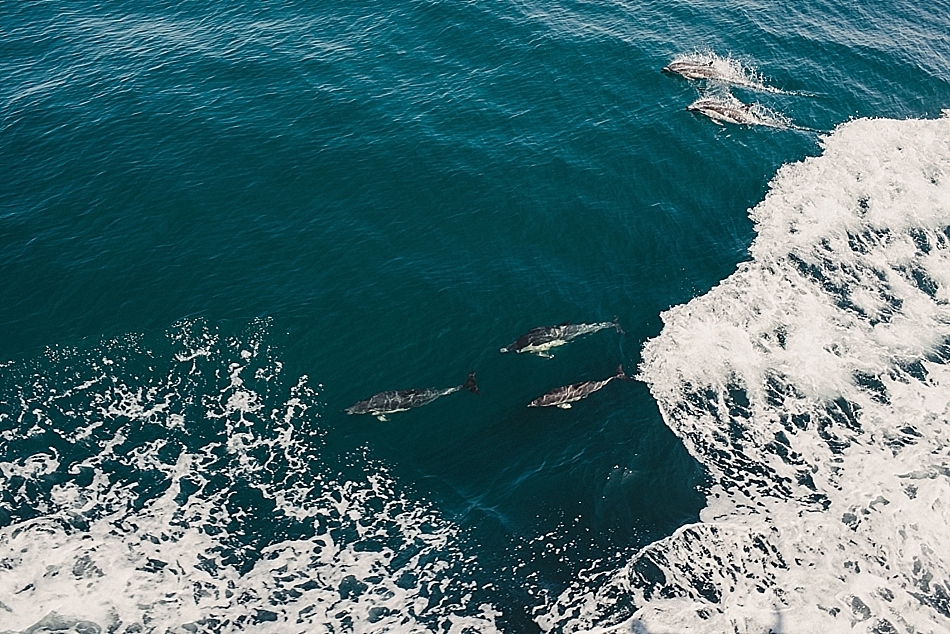 San Diego Dolphins