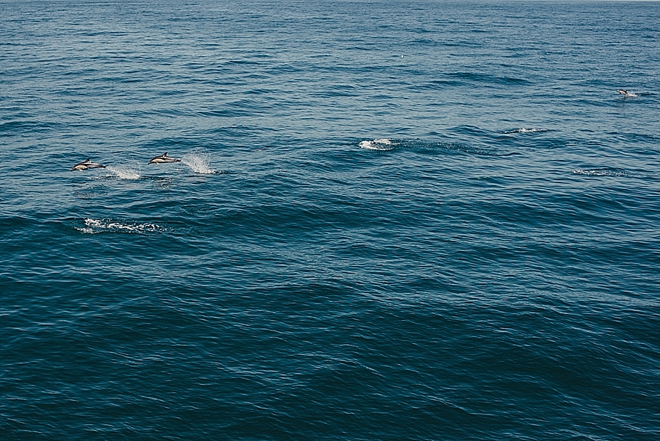San Diego Dolphins