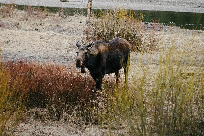 Yellowstone National Park Moose