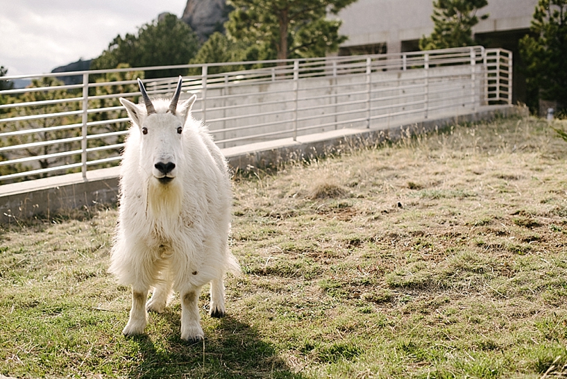 Mount Rushmore Mountain Goat