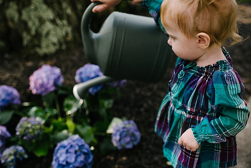 redhead toddler girl watering hydrangeas