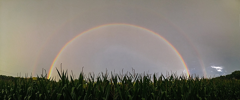 double rainbow over cornfield
