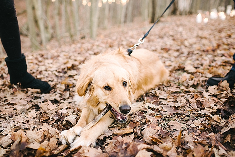 golden retriever chewing on stick in middle of woods