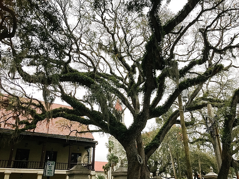 tree with Spanish moss in the downtown center of St. Augustine FL