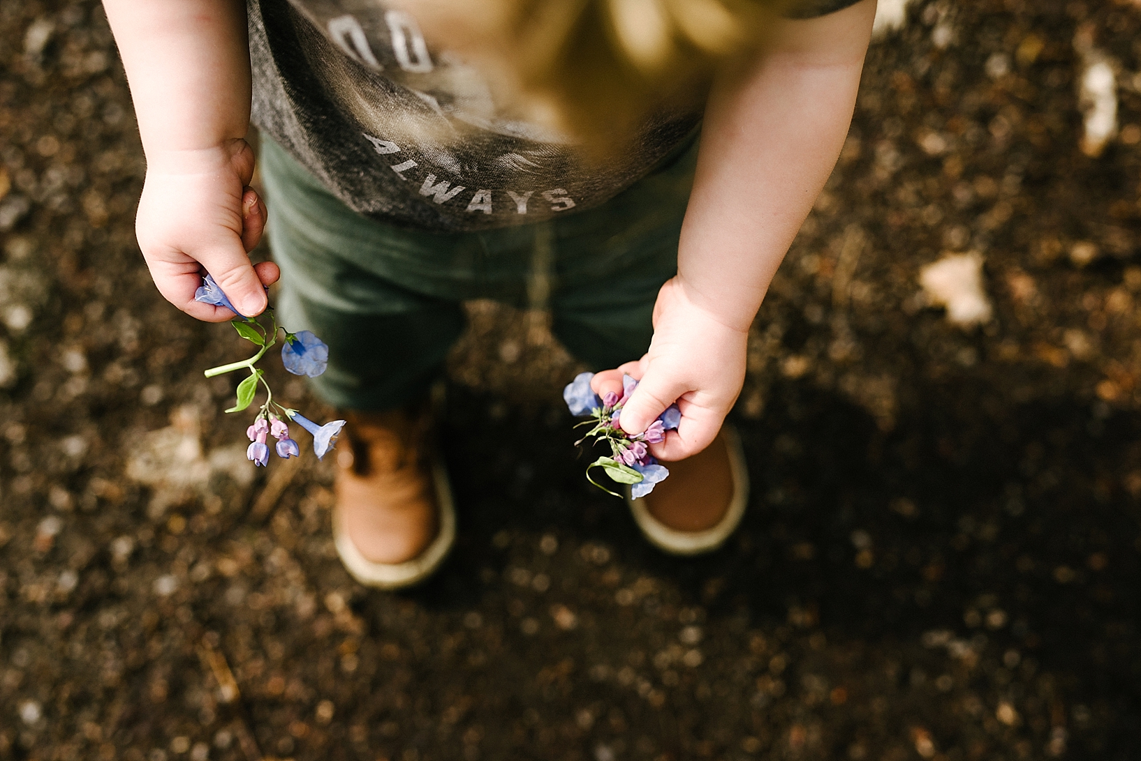 toddler boy holding bluebells in his hands