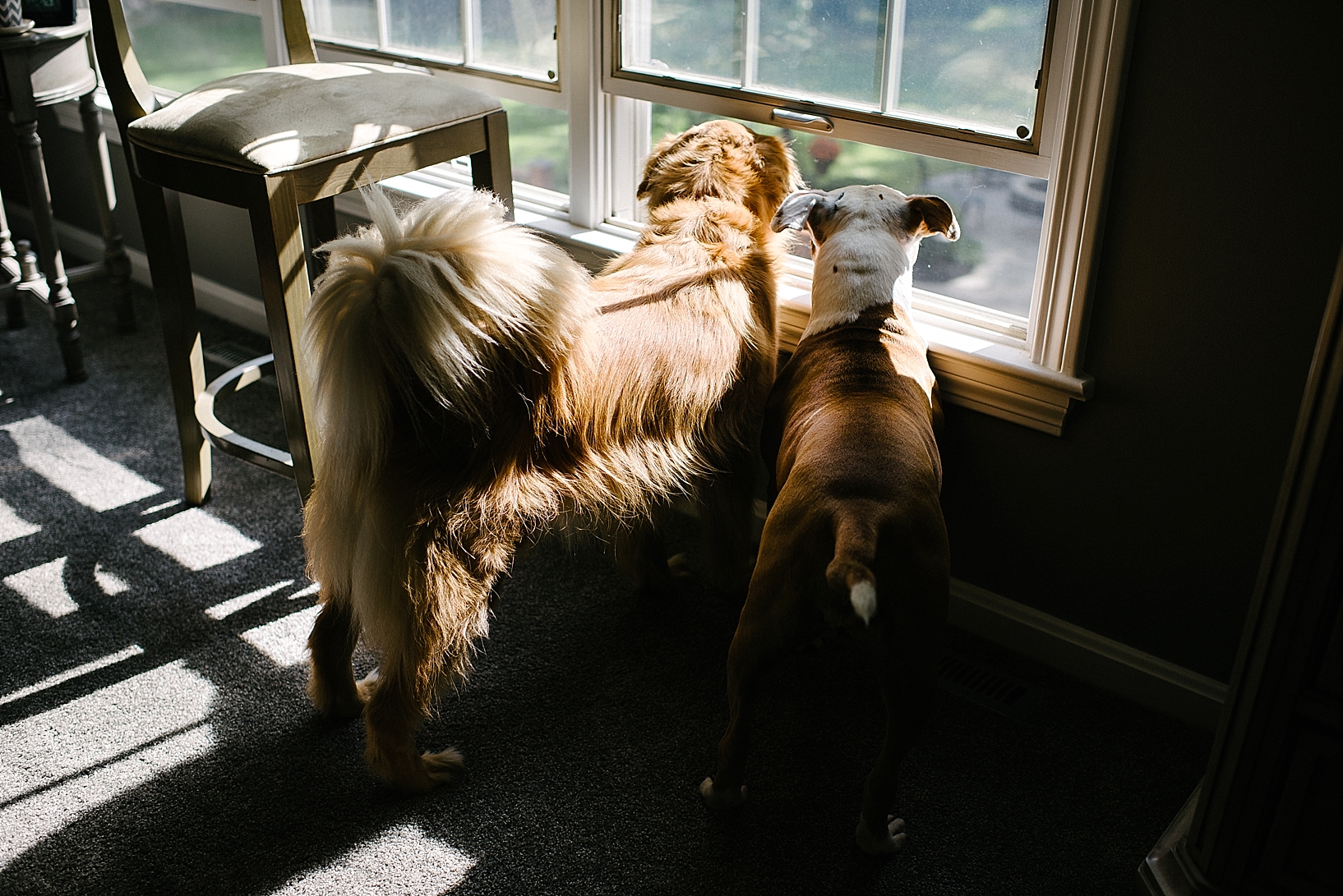 dogs looking out bedroom window