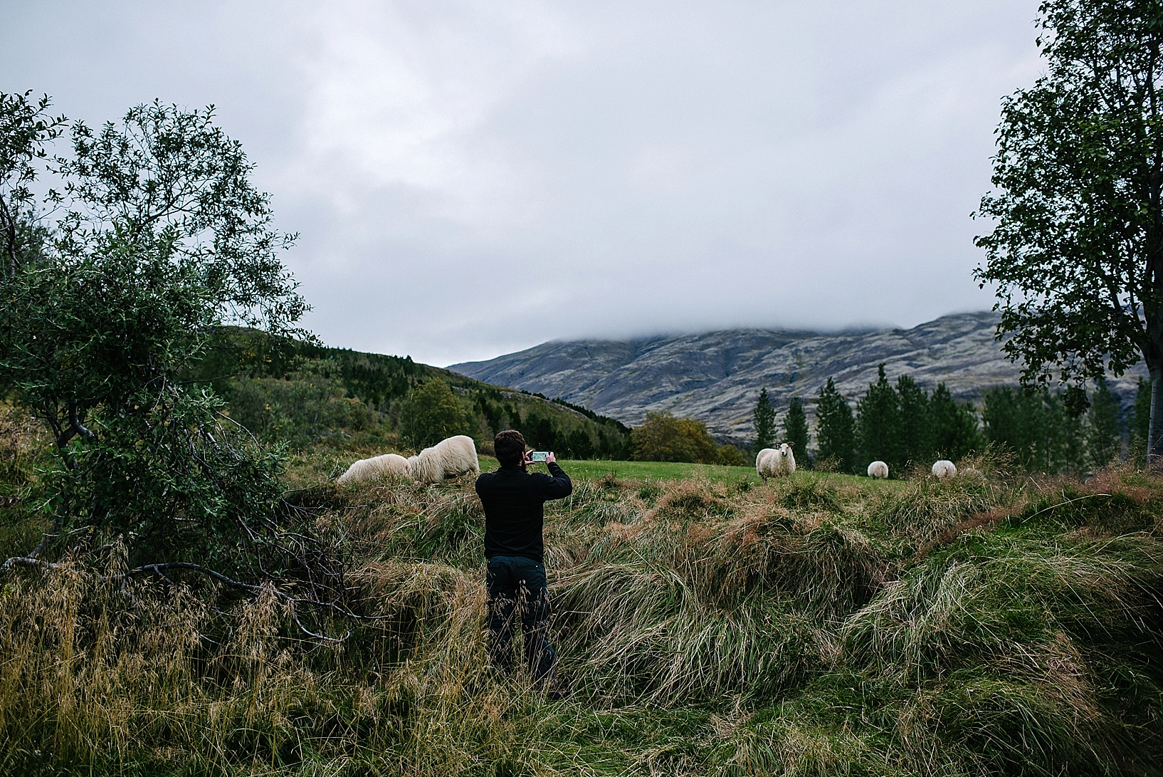 man taking photos of sheep in Iceland