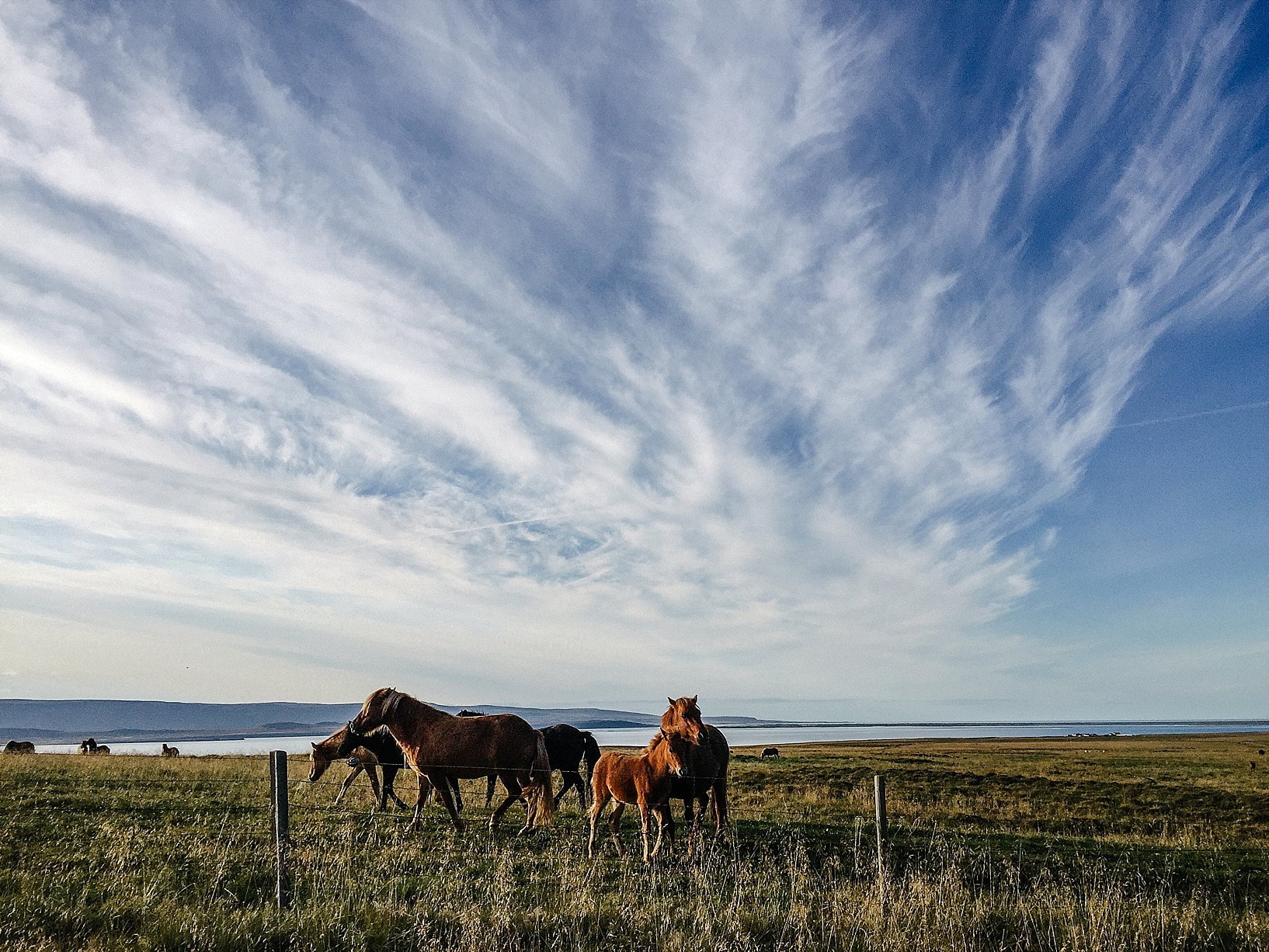 Icelandic horses roaming in pasture