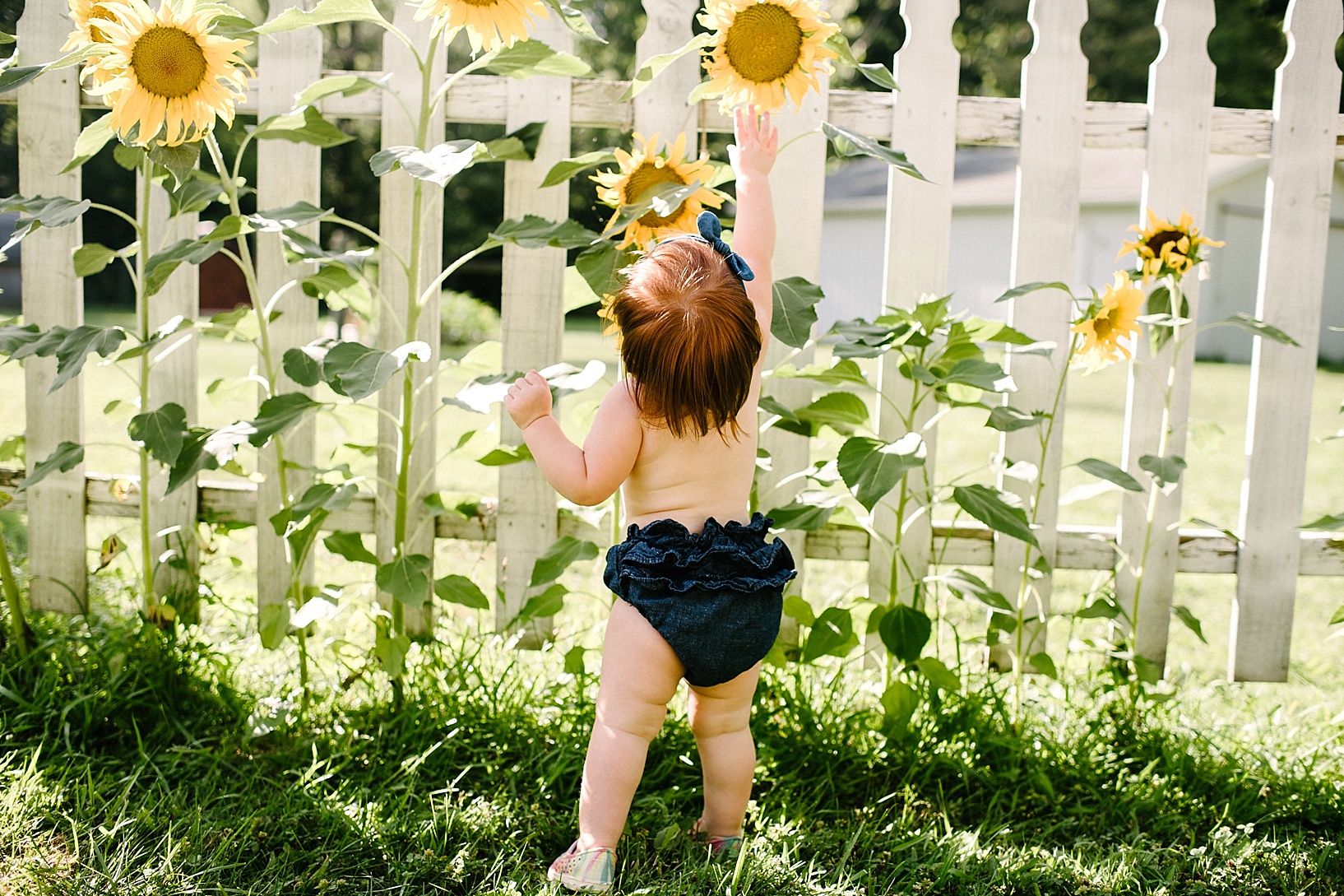 toddler girl standing in front of sunflowers in front of white picket fence