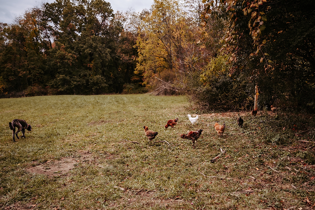 chickens wandering around field