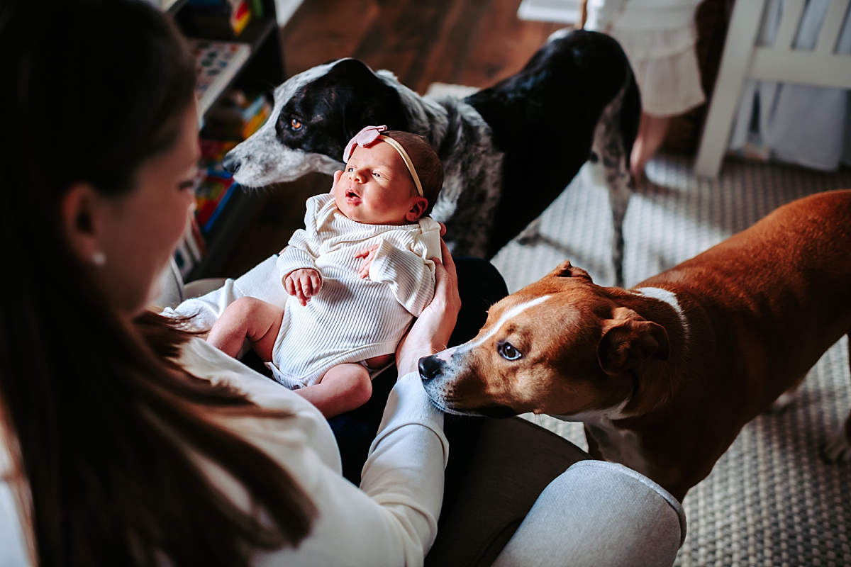 two dogs checking out newborn baby on mom's lap in nursery